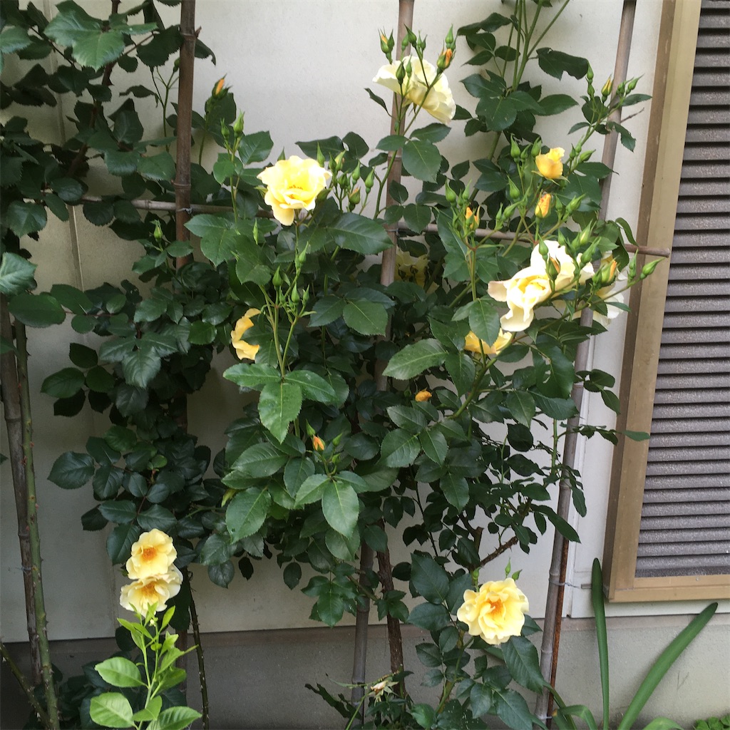 f:id:rotling:20200504210527j:image