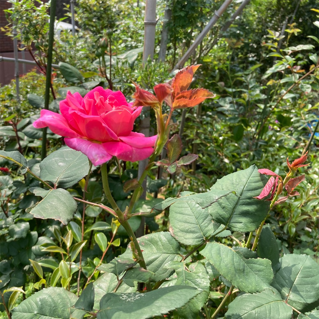 f:id:rotling:20200506100704j:image