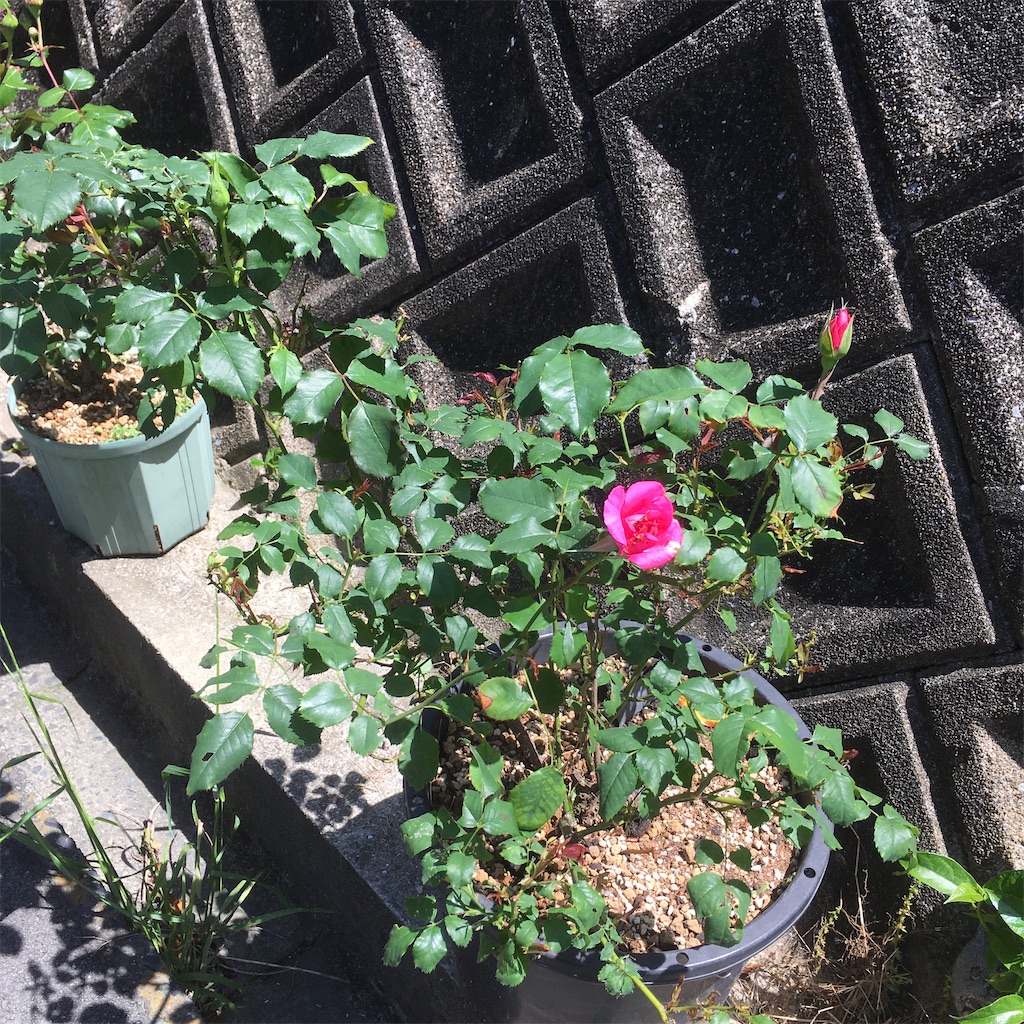 f:id:rotling:20200511153942j:image