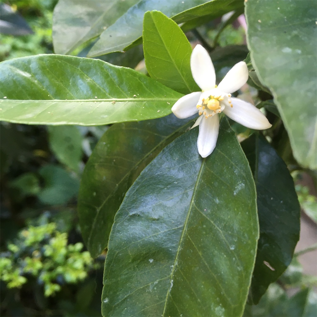 f:id:rotling:20200511161811j:image