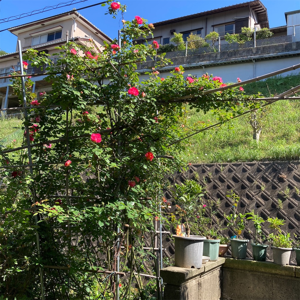 f:id:rotling:20200513151345j:image