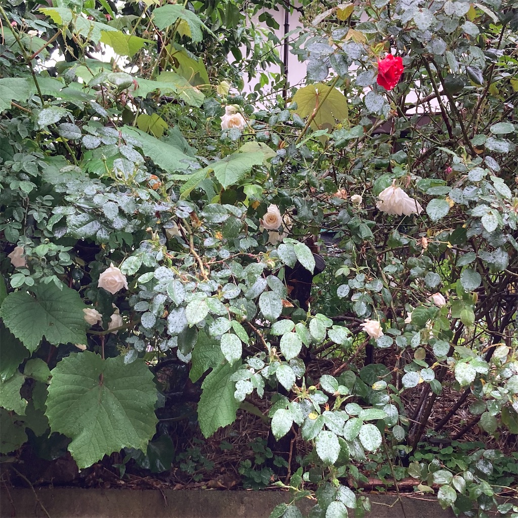 f:id:rotling:20200516093733j:image