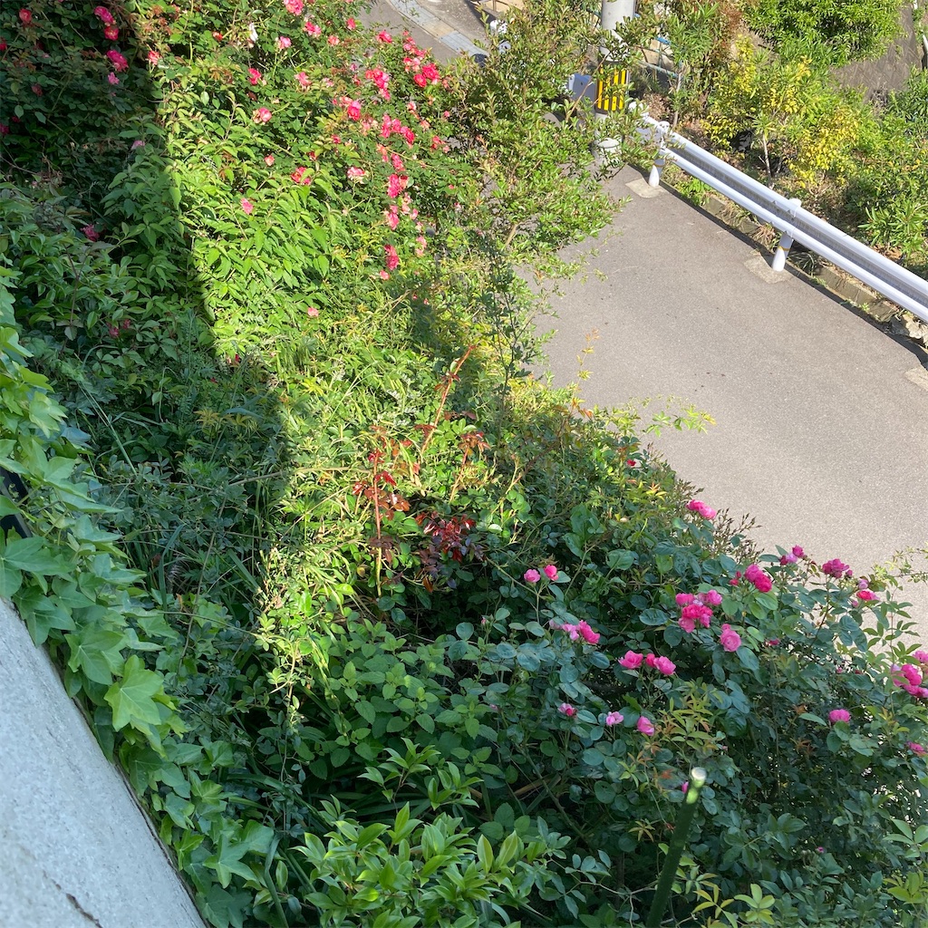 f:id:rotling:20200522092729j:image