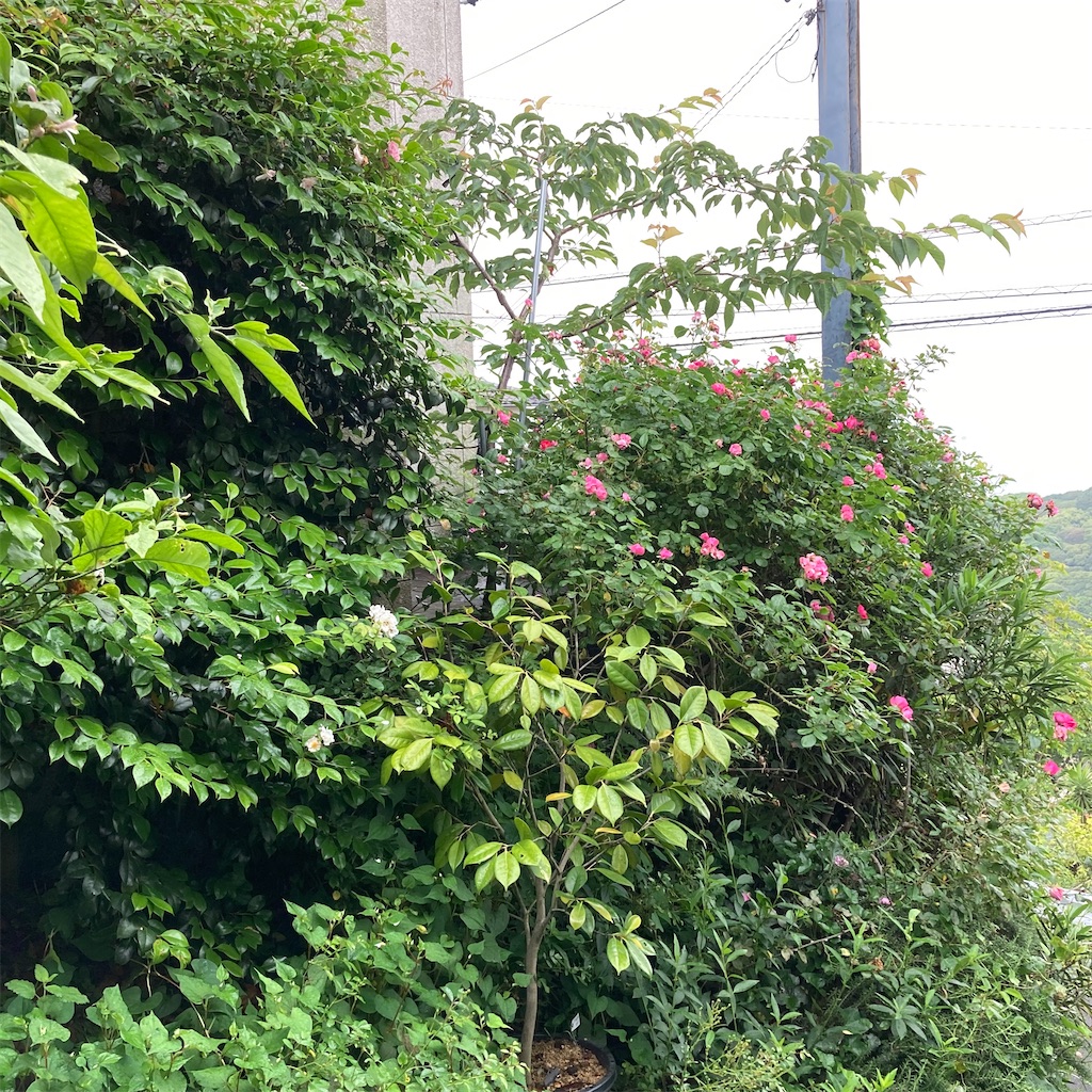 f:id:rotling:20200526124124j:image