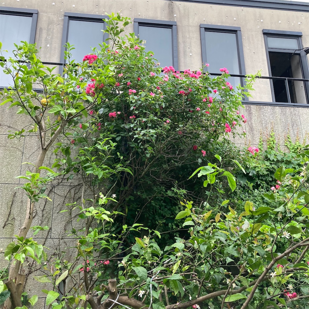 f:id:rotling:20200526124143j:image