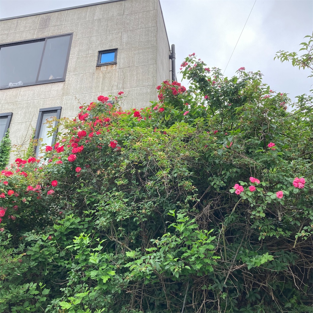 f:id:rotling:20200526124150j:image