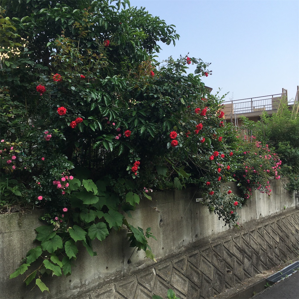 f:id:rotling:20200527075758j:image