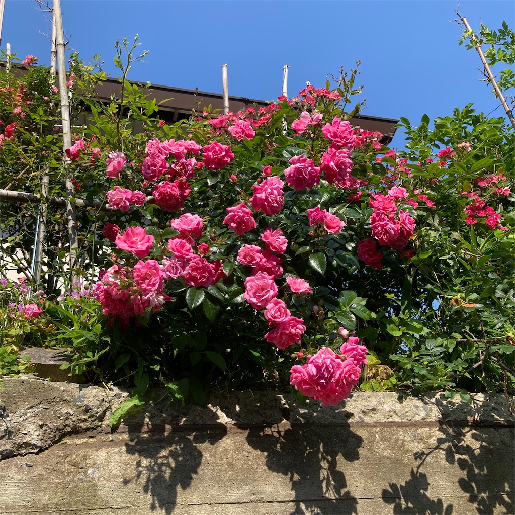 f:id:rotling:20200529094100j:image