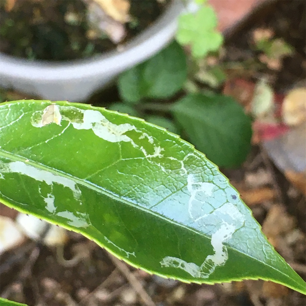 f:id:rotling:20200529191221j:image