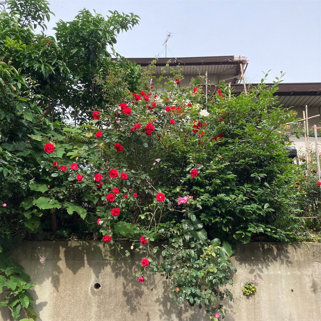 f:id:rotling:20200530084918j:image