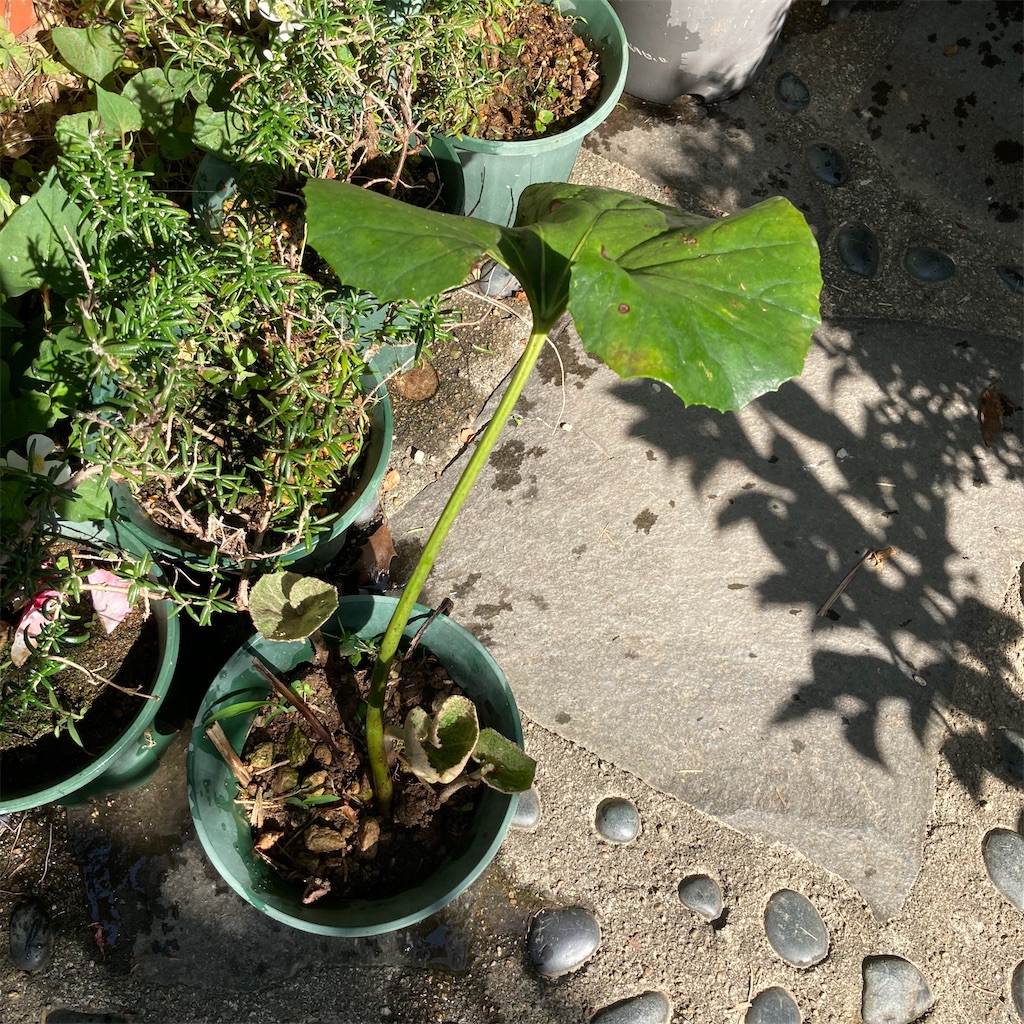 f:id:rotling:20200602084509j:image