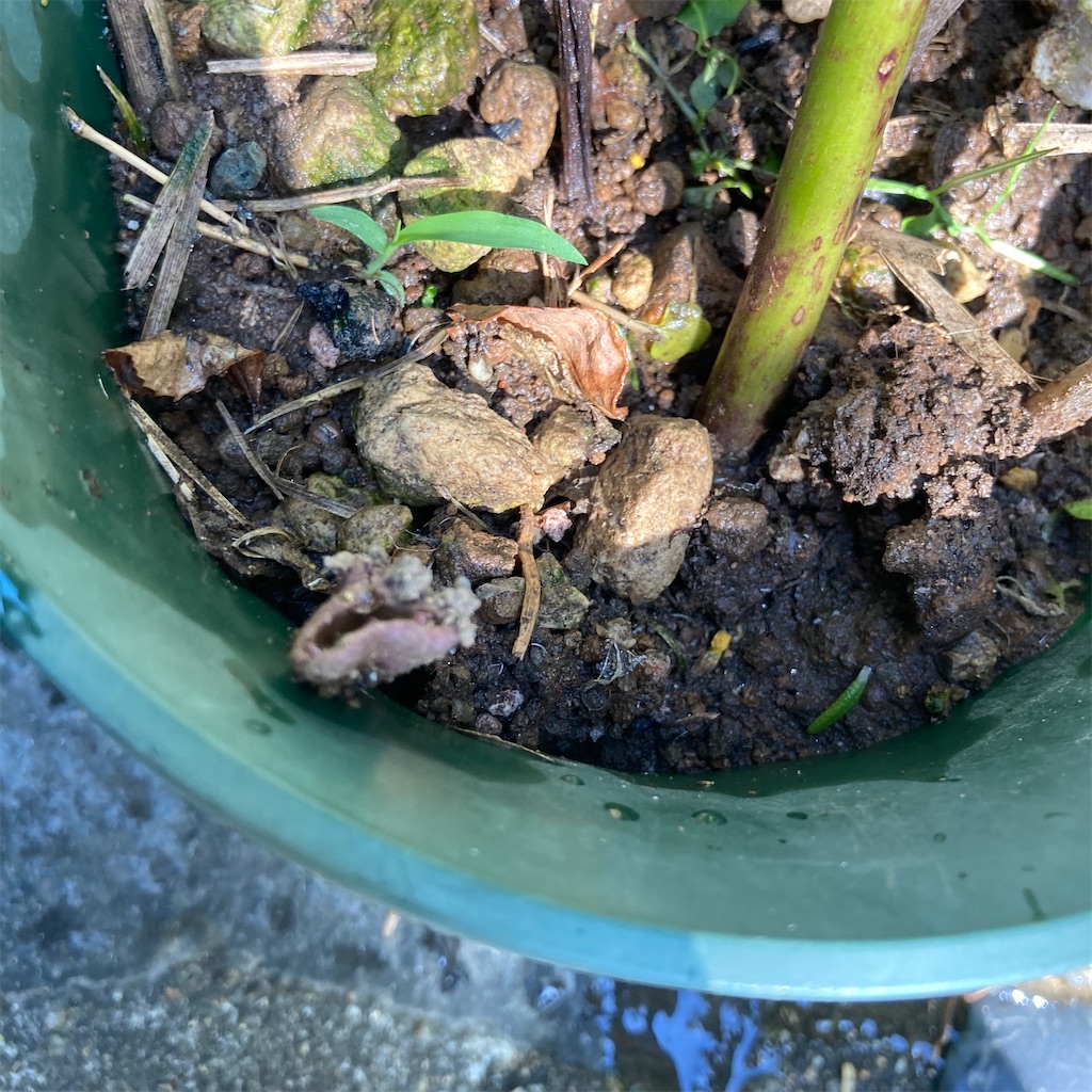 f:id:rotling:20200602084513j:image