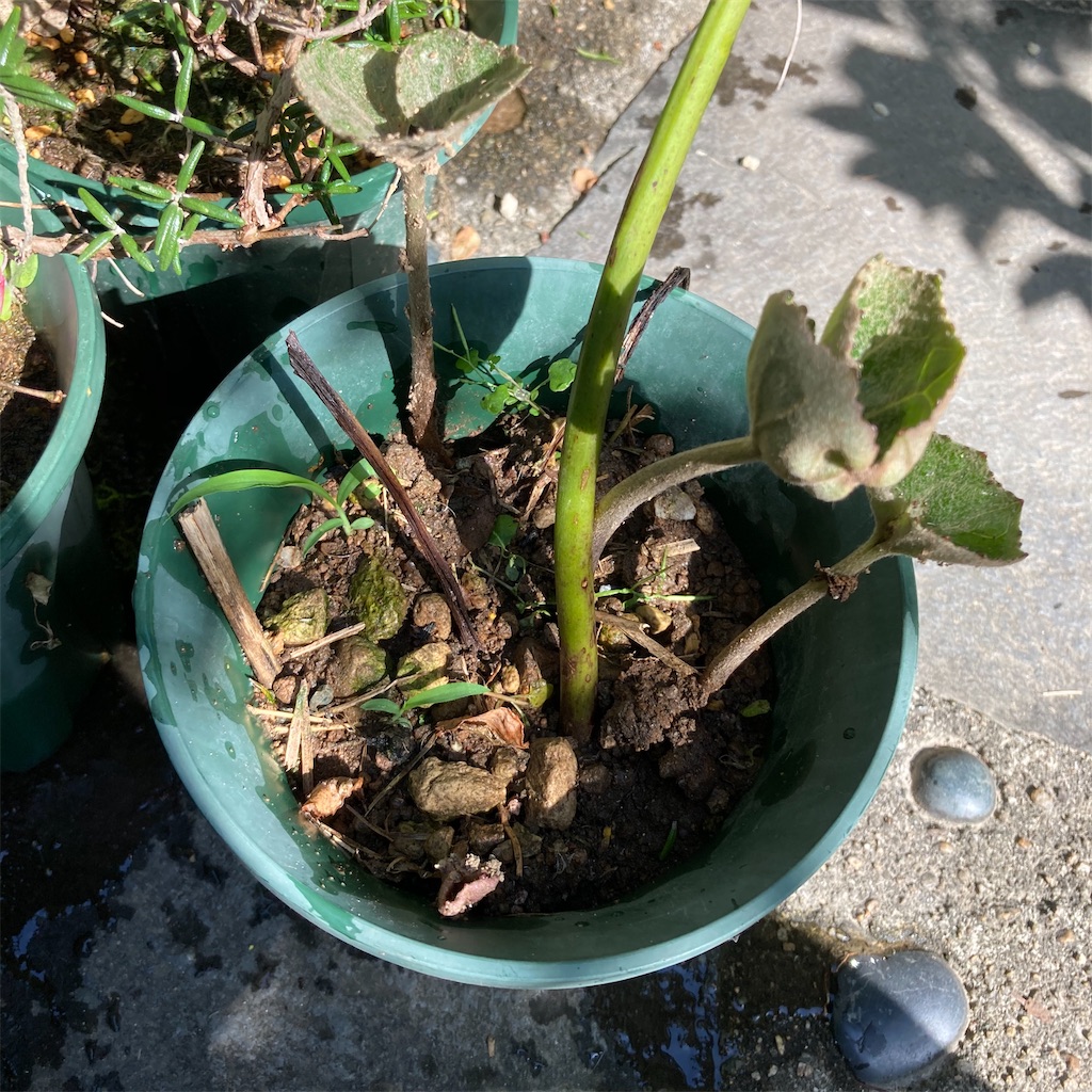 f:id:rotling:20200602084516j:image