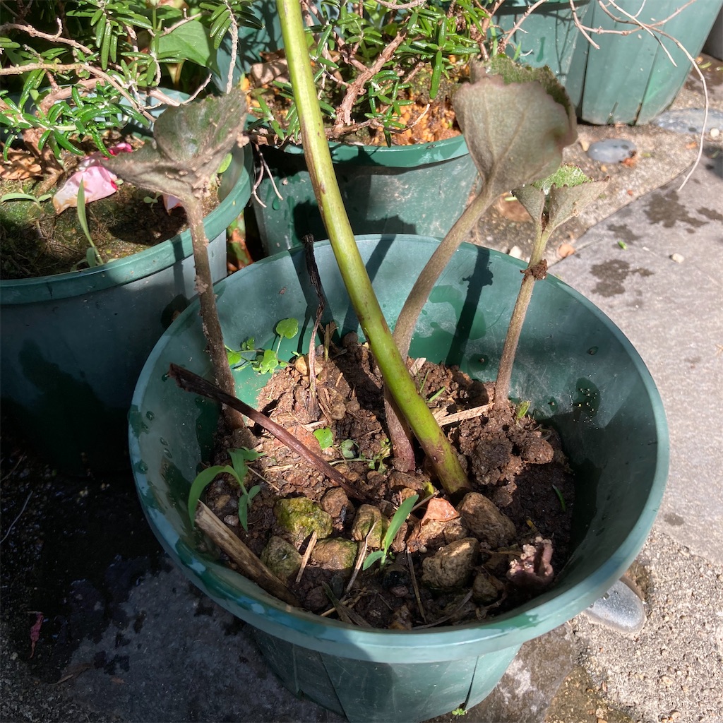 f:id:rotling:20200602084523j:image