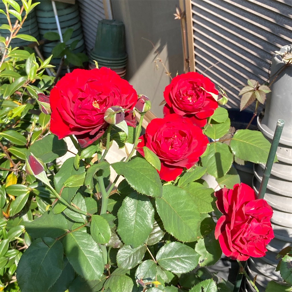 f:id:rotling:20200608090407j:image