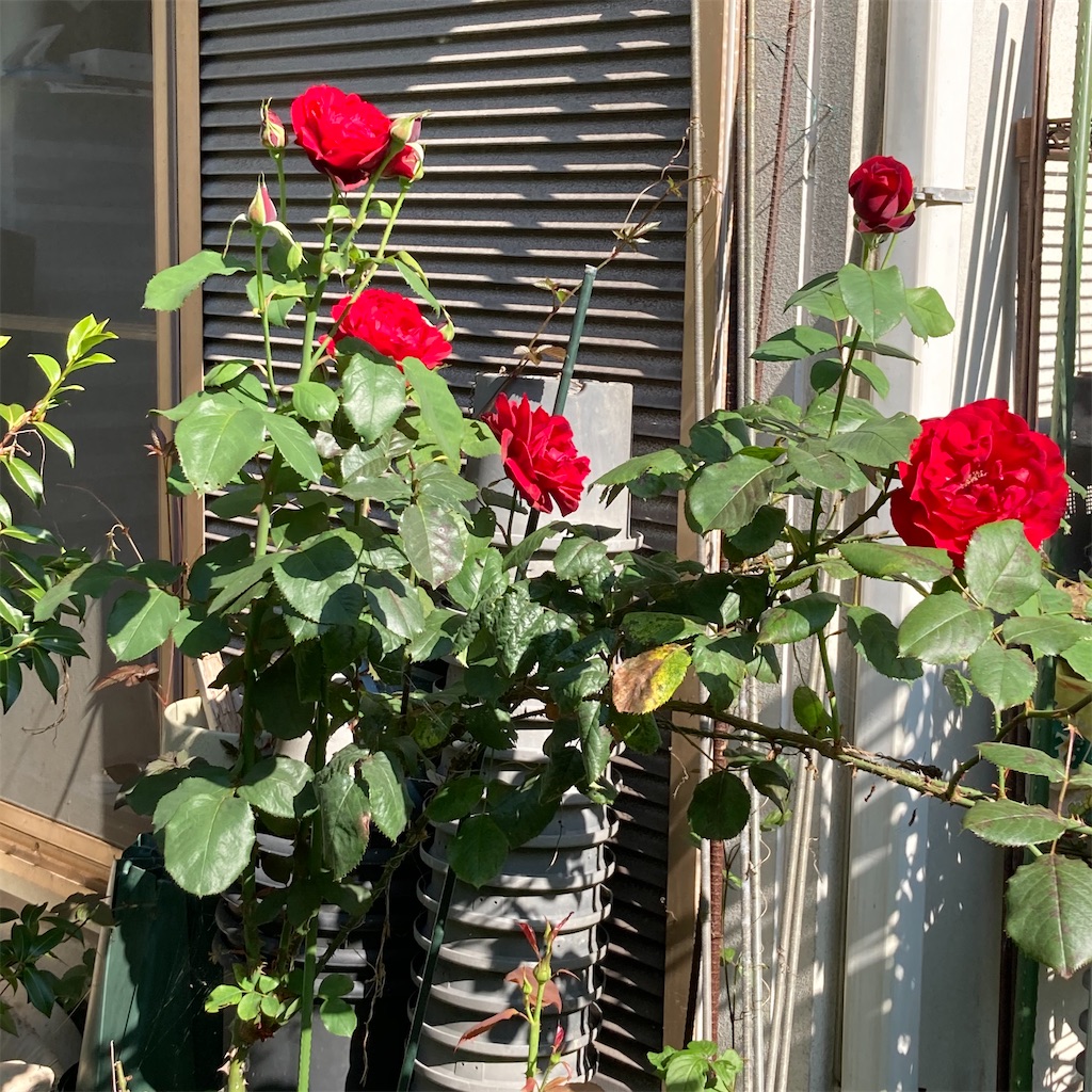 f:id:rotling:20200608090414j:image