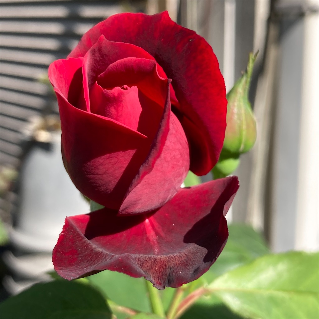 f:id:rotling:20200608090417j:image