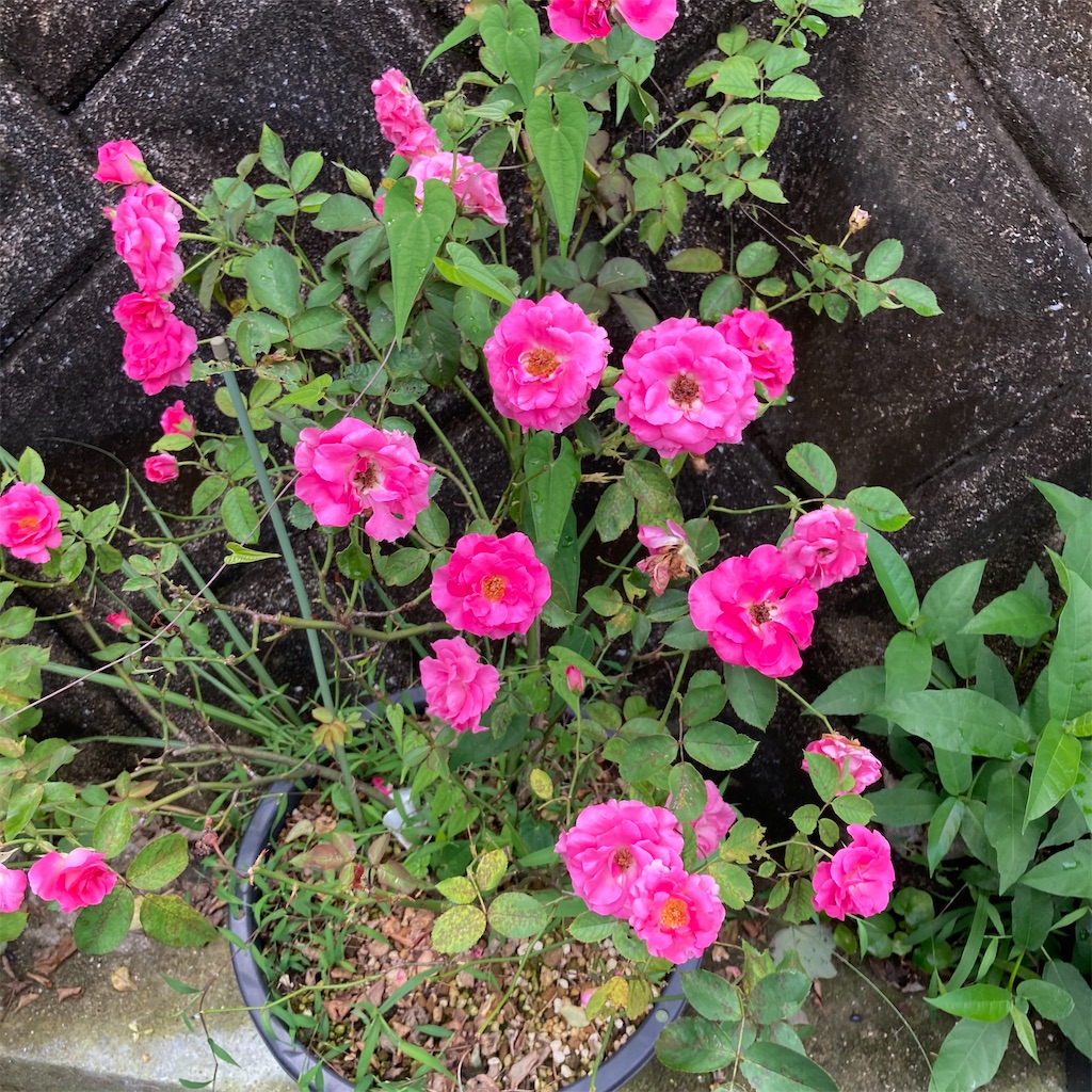 f:id:rotling:20200721115504j:image