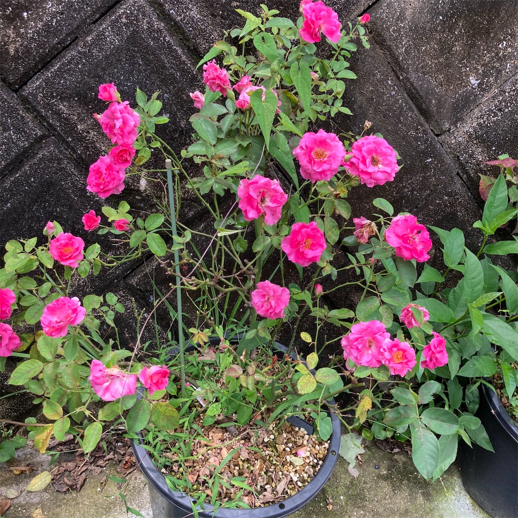 f:id:rotling:20200721115515j:image