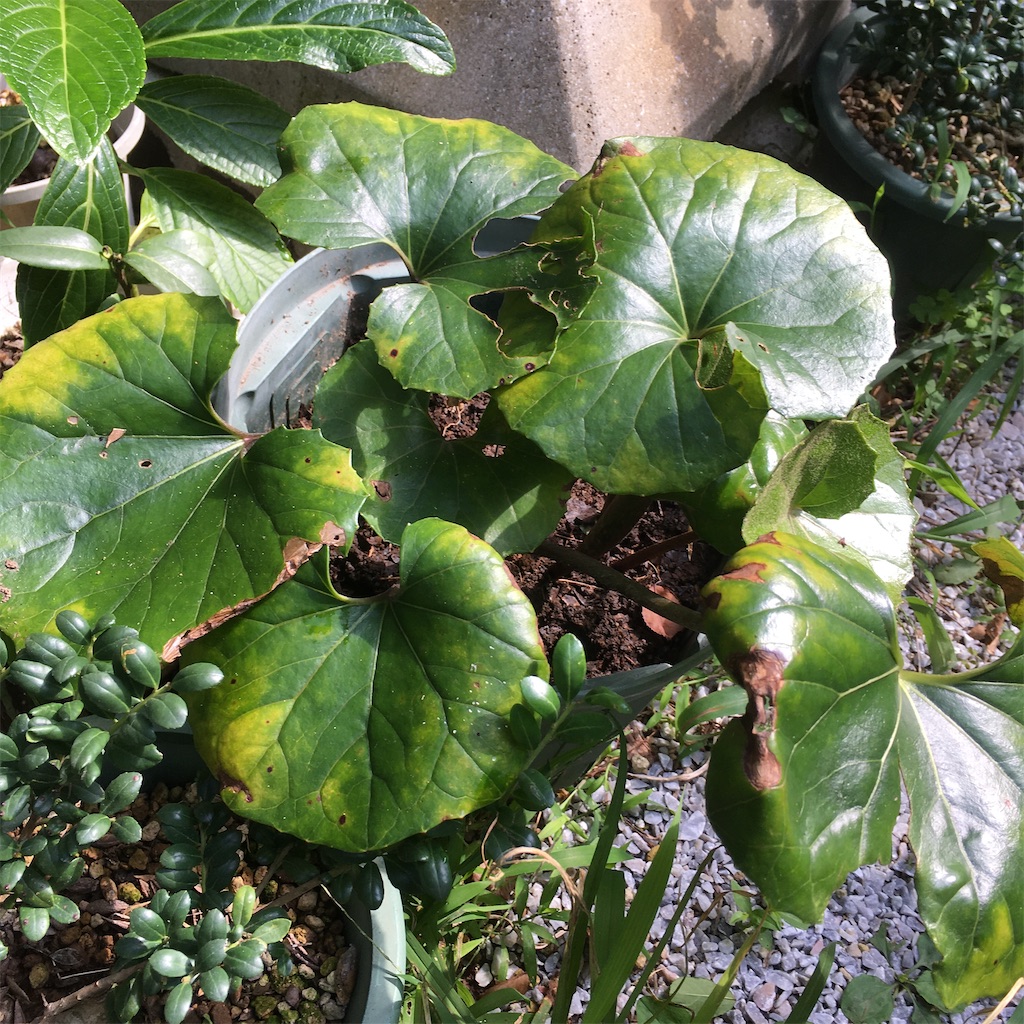 f:id:rotling:20200803131858j:image