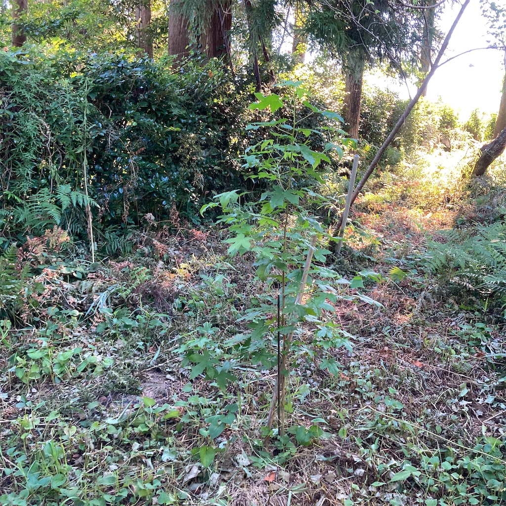 f:id:rotling:20200817151959j:image