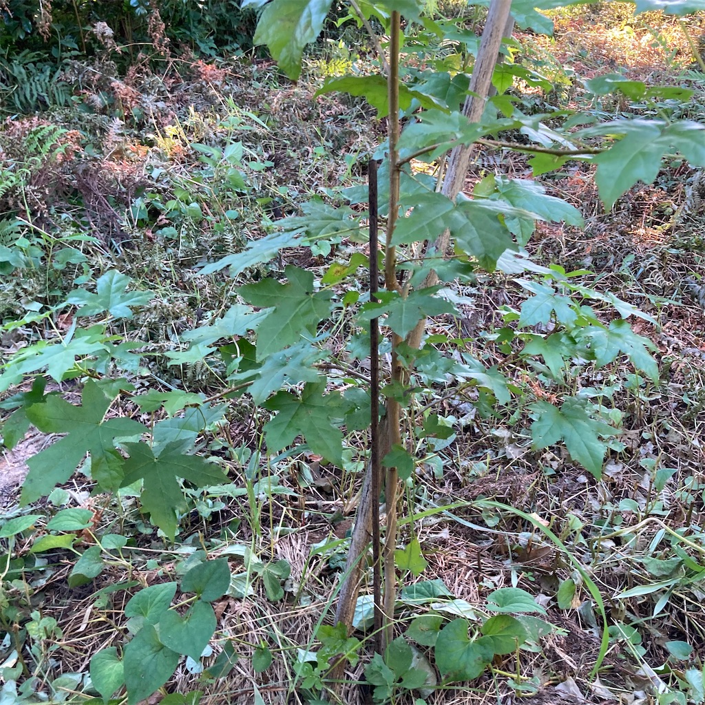 f:id:rotling:20200817152016j:image