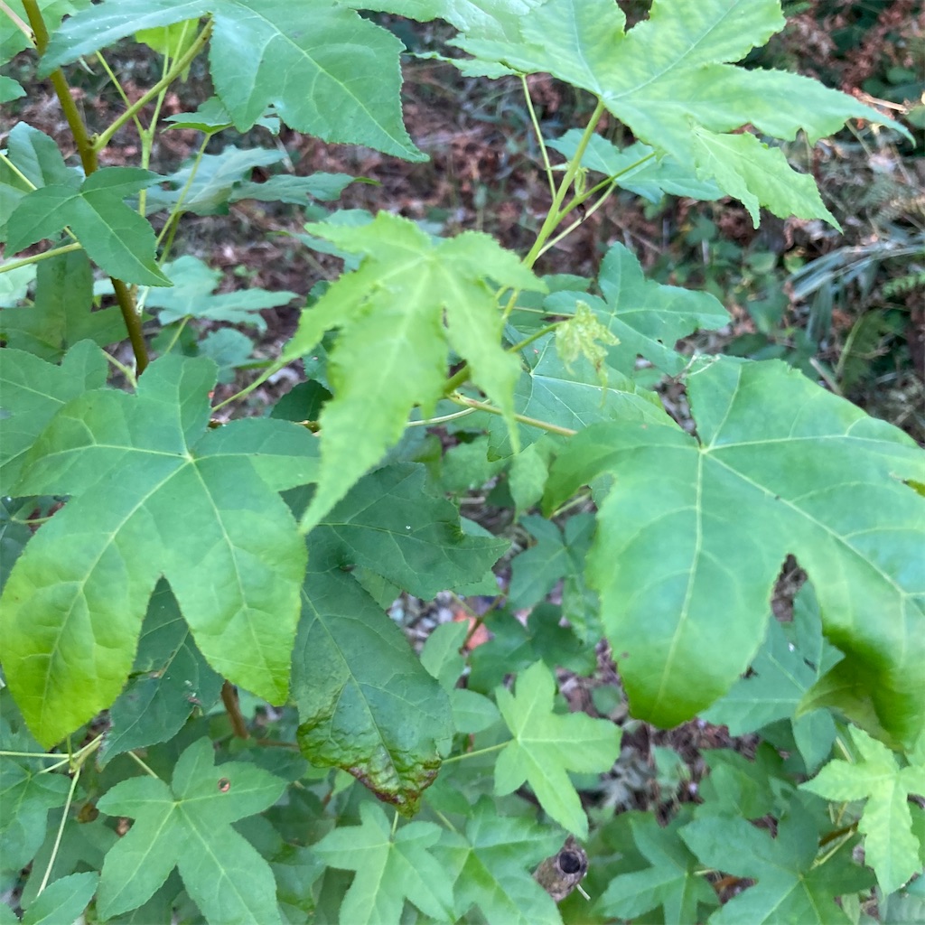 f:id:rotling:20200817152021j:image