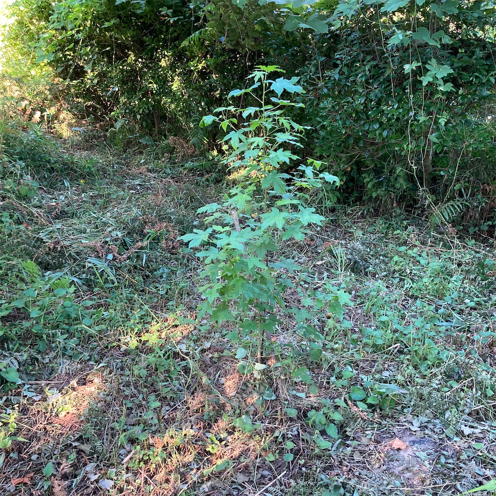 f:id:rotling:20200817152031j:image