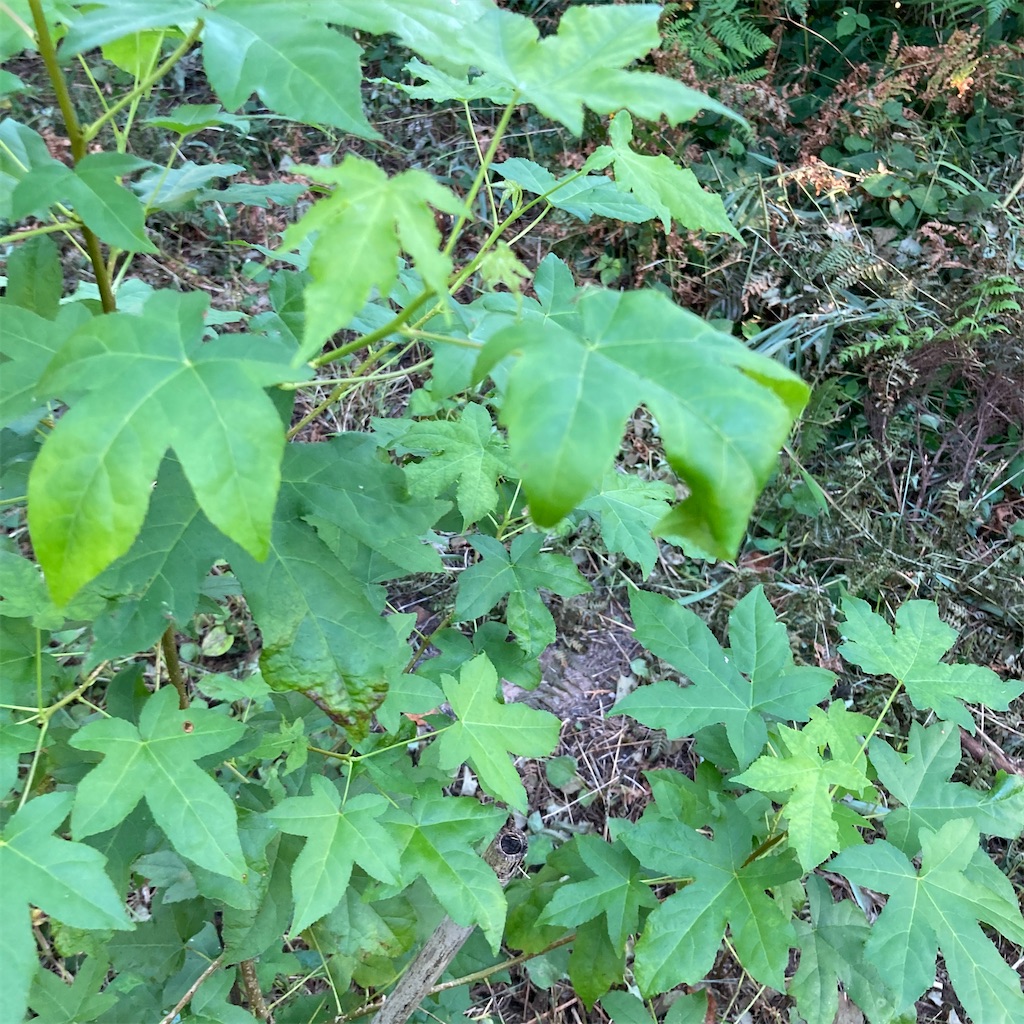 f:id:rotling:20200817152041j:image