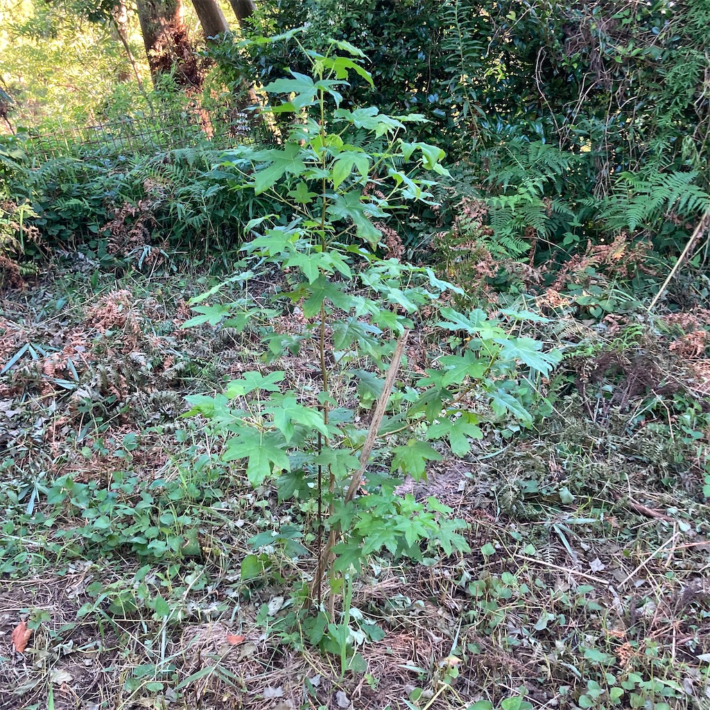 f:id:rotling:20200817152204j:image