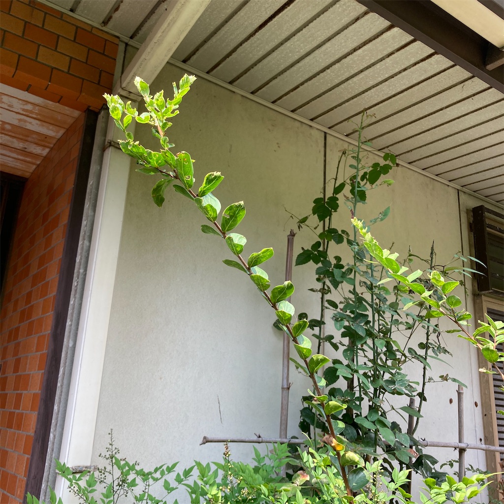 f:id:rotling:20200822142951j:image