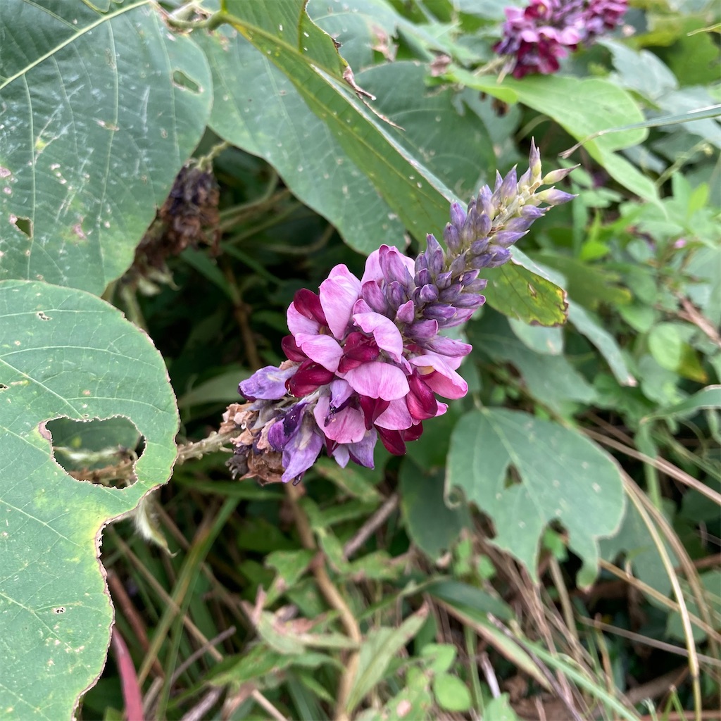 f:id:rotling:20201003093010j:image