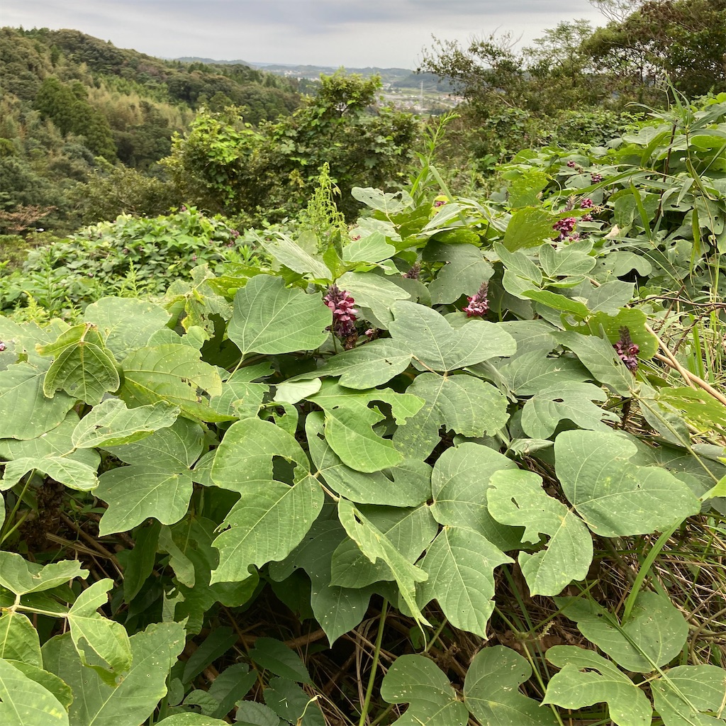 f:id:rotling:20201003093014j:image