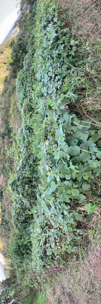 f:id:rotling:20201003093018j:image