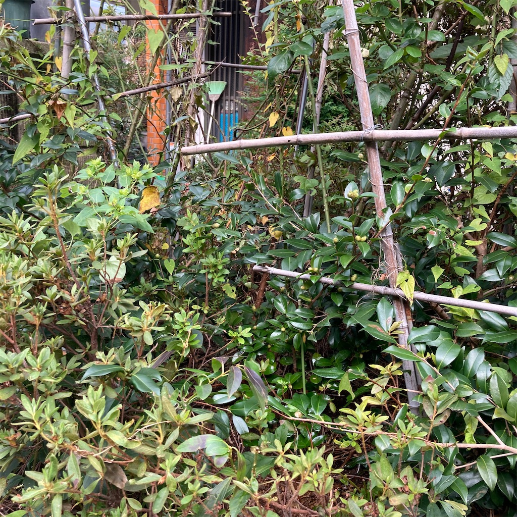 f:id:rotling:20201028103117j:image