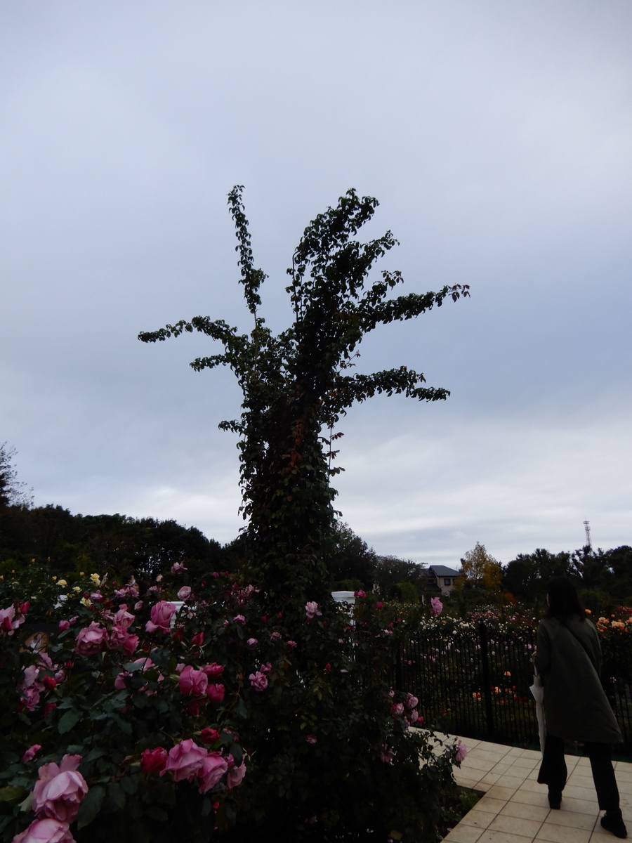 f:id:rotling:20201103120735j:plain