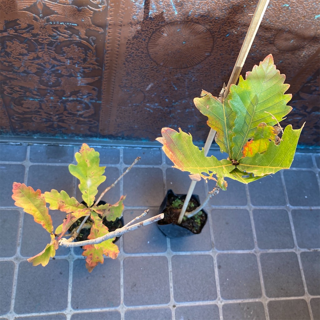 f:id:rotling:20201112103701j:image