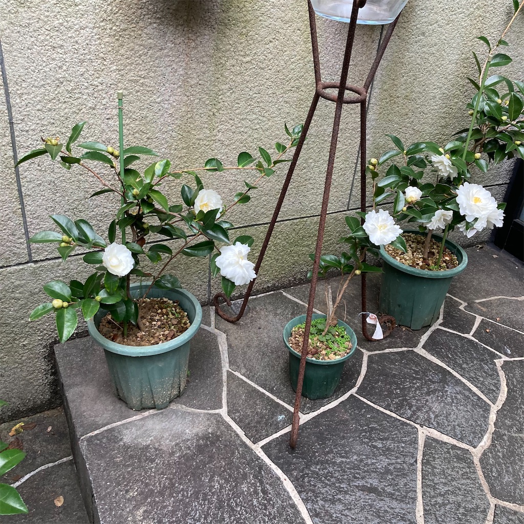 f:id:rotling:20201117085913j:image