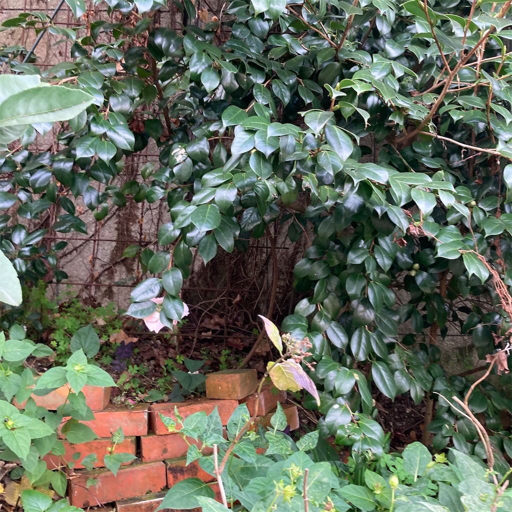 f:id:rotling:20201118231406j:image