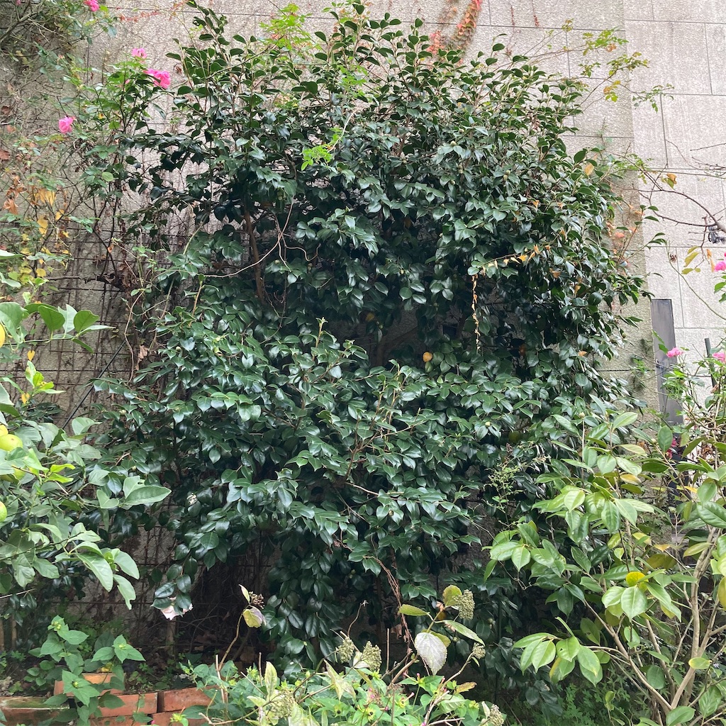 f:id:rotling:20201118231410j:image