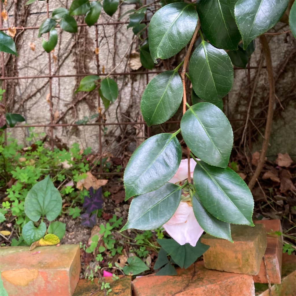 f:id:rotling:20201118231417j:image