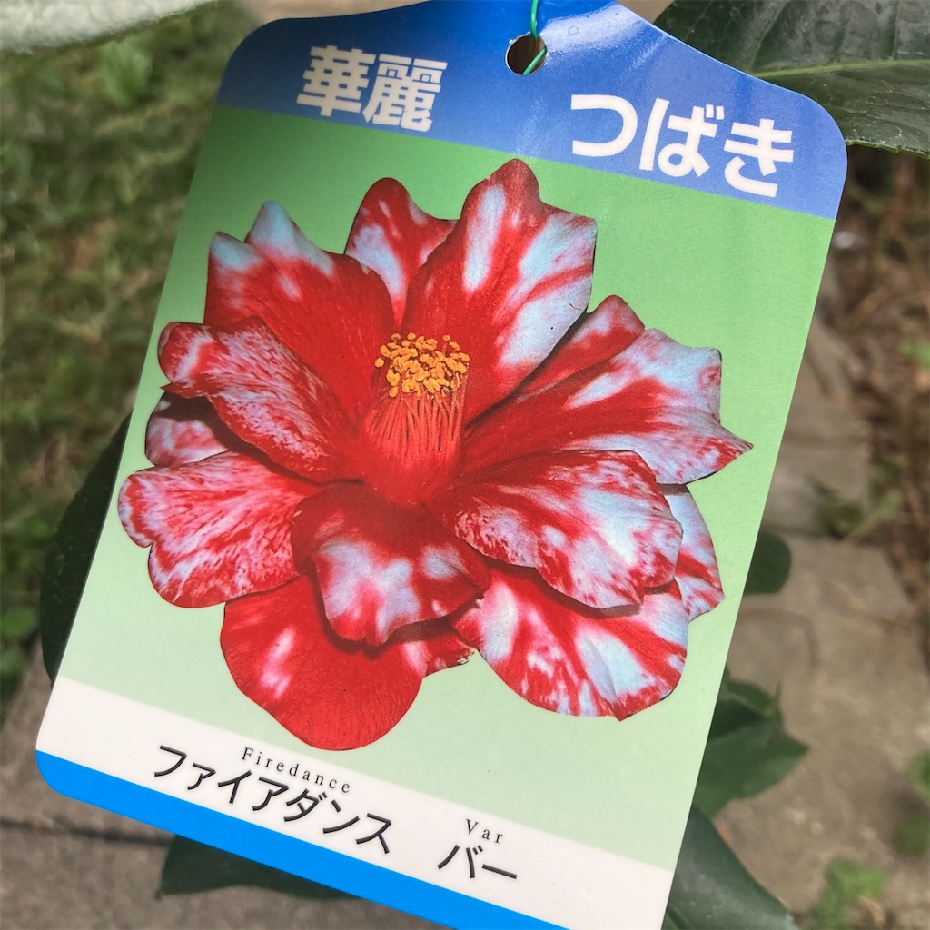 苗木購入 ファイヤーダンス バー - お庭番 再び走る