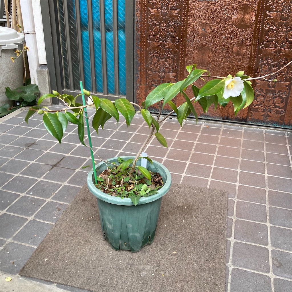 f:id:rotling:20201210103429j:image