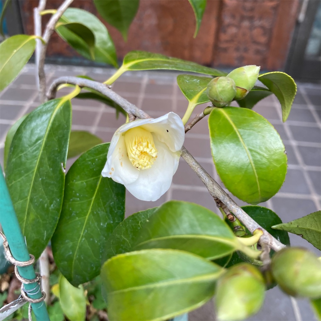f:id:rotling:20201210103433j:image