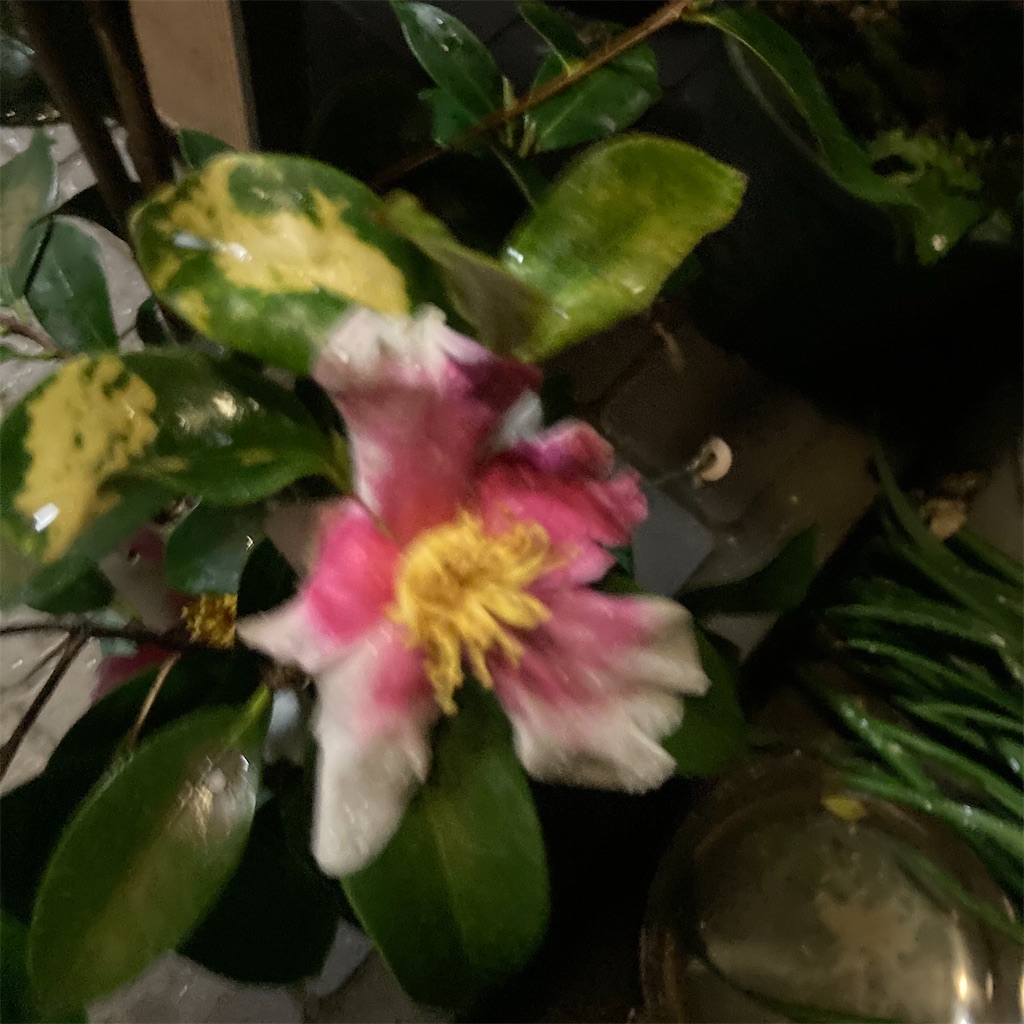 f:id:rotling:20201227192939j:image
