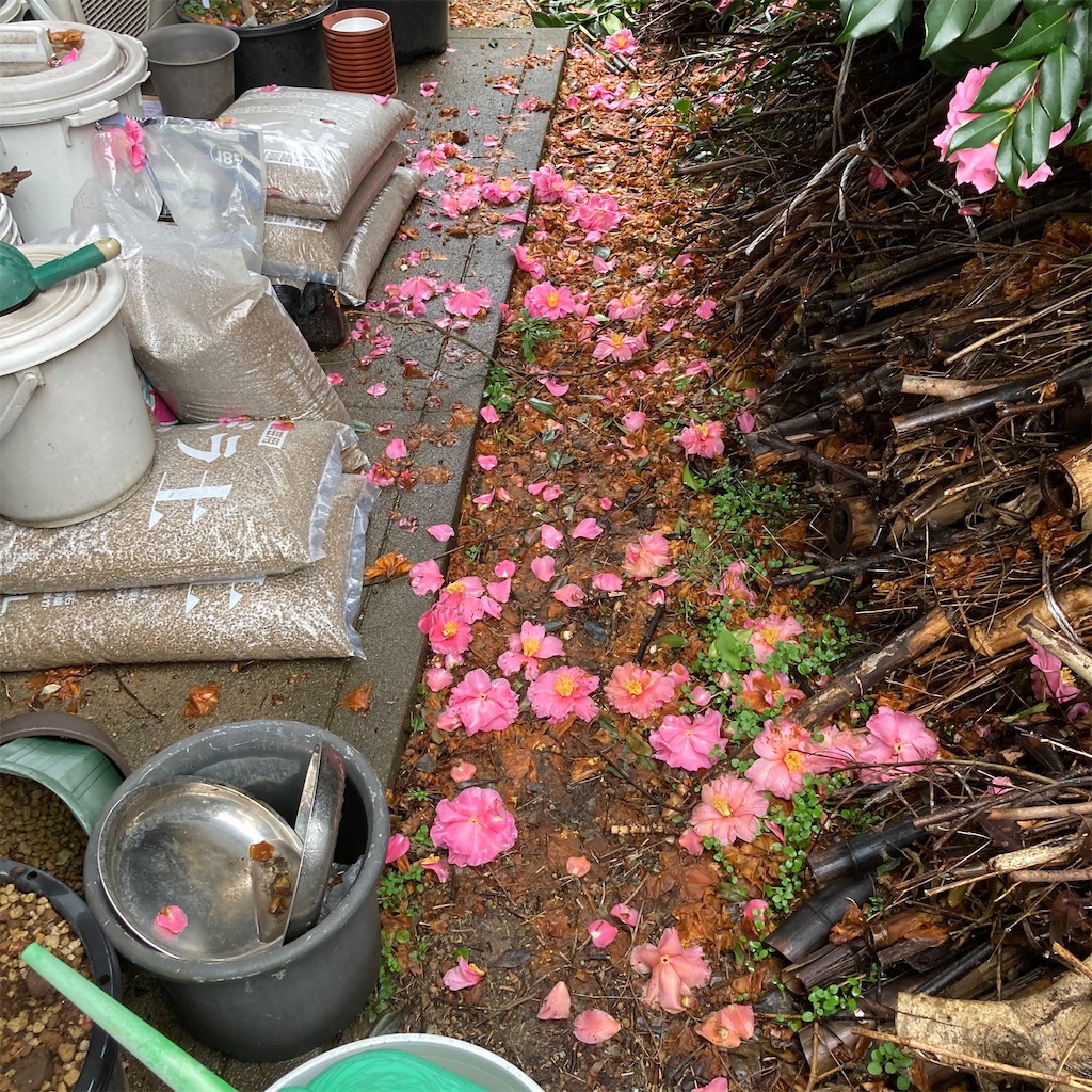f:id:rotling:20210124111937j:image