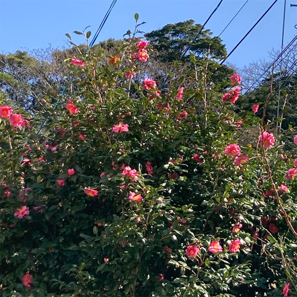 f:id:rotling:20210125201813j:image f:id:rotling:20210125201813j:image