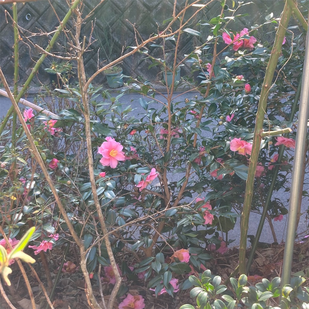 f:id:rotling:20210125201817j:image f:id:rotling:20210125201817j:image