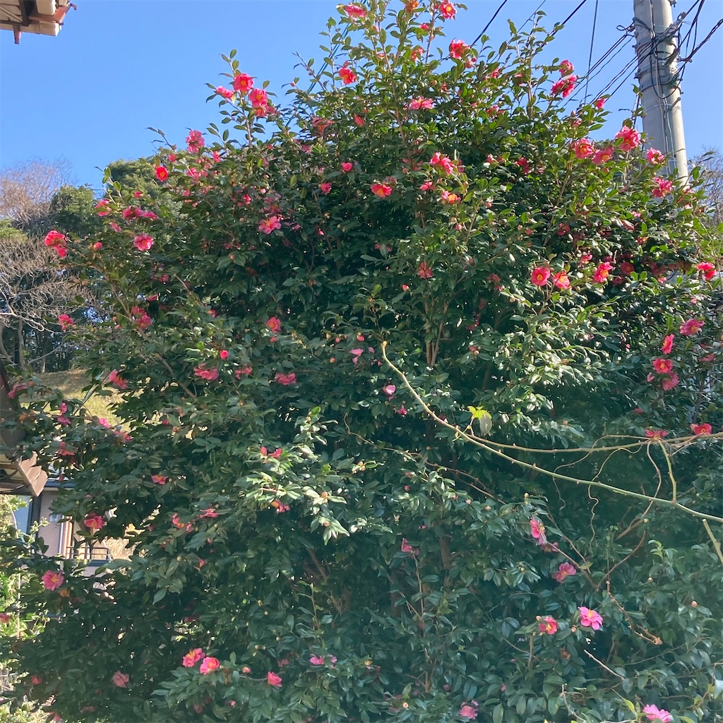 f:id:rotling:20210125201821j:image f:id:rotling:20210125201821j:image