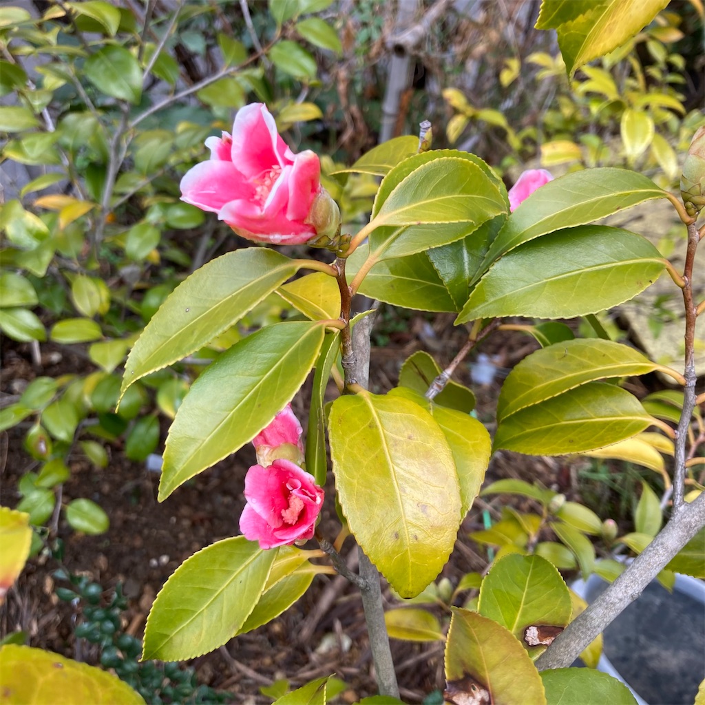 f:id:rotling:20210216140446j:plain